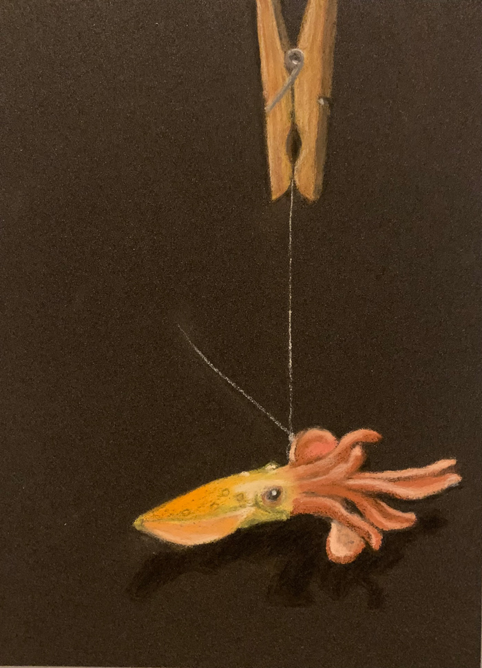 squid - דיונון